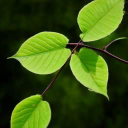 Four green leaves generated by DeepFloyd IF-I-XL