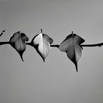 Four monochrome leaves generated by SDXL 2.1